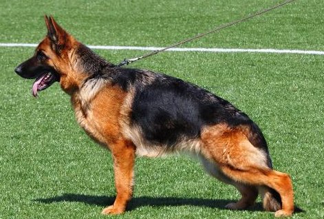 Dog Image