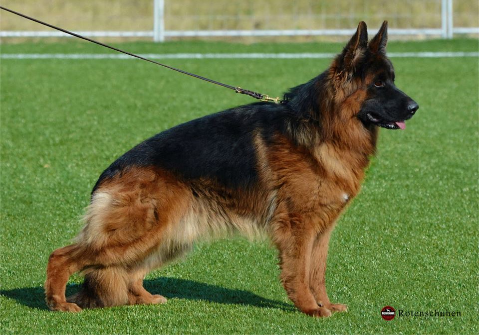 Dog Image