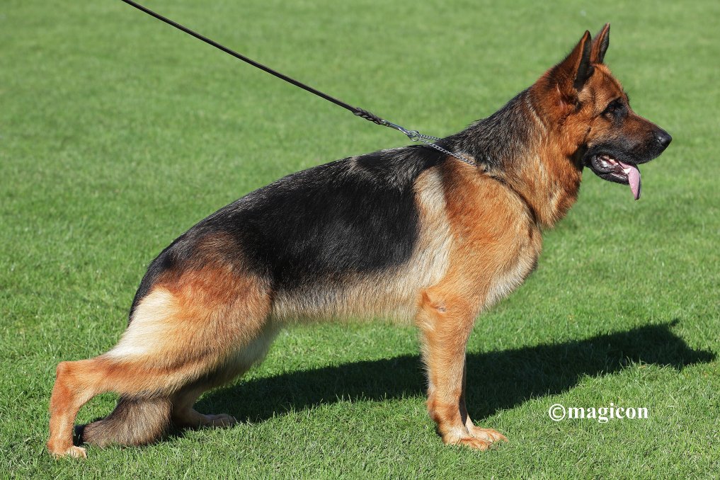 Dog Image