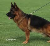 Dog Image