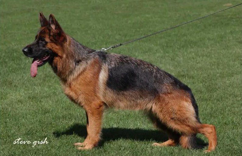 Dog Image