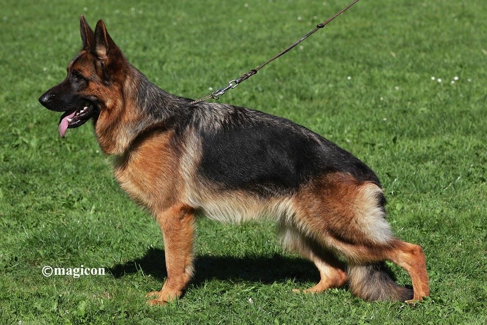 Dog Image