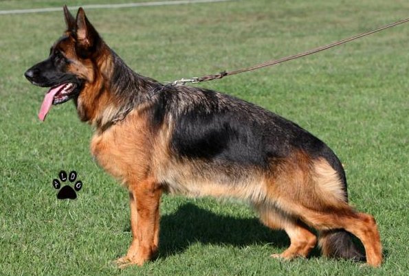 Dog Image