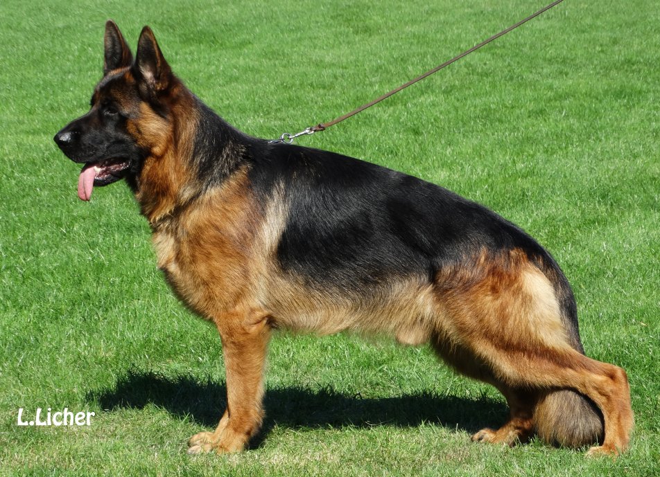 Dog Image