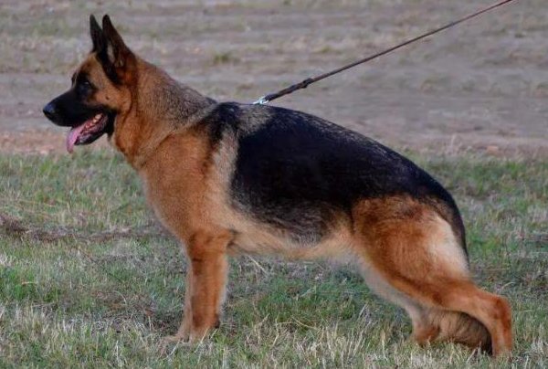 Dog Image