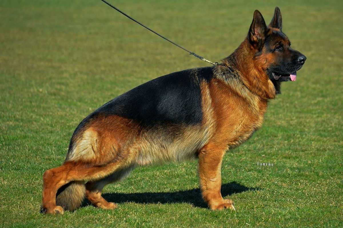 Dog Image