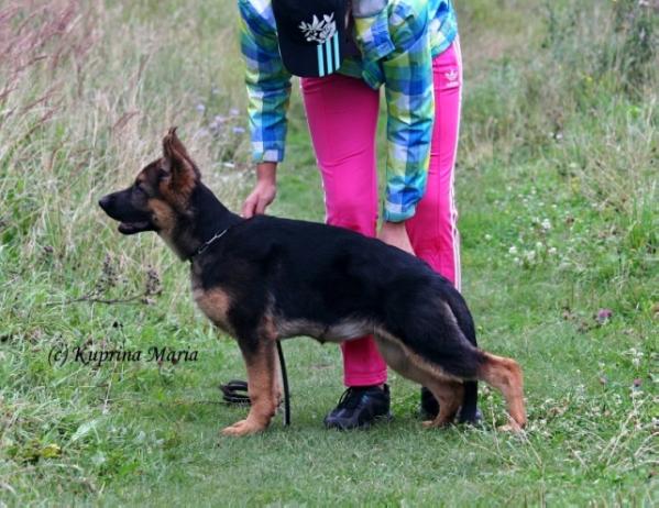 Dog Image
