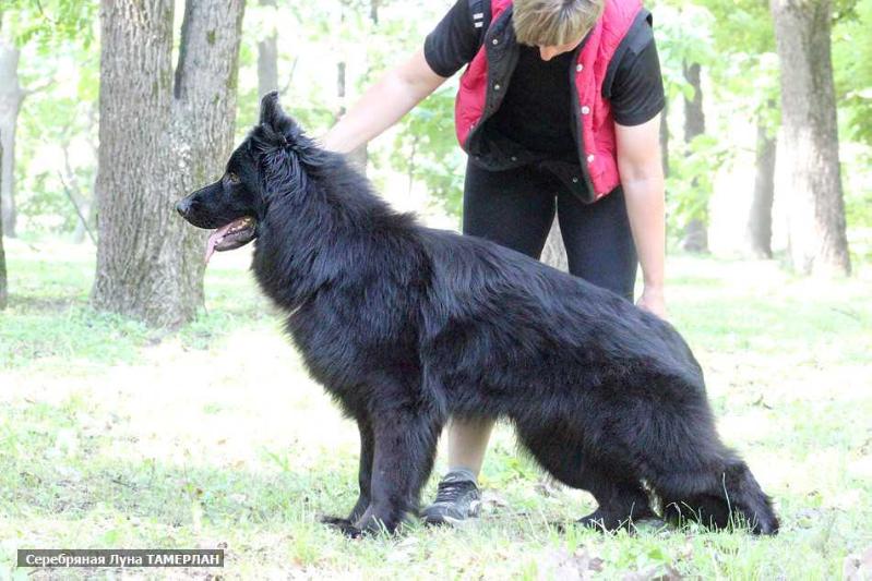 Dog Image
