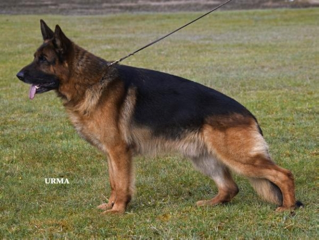 Dog Image