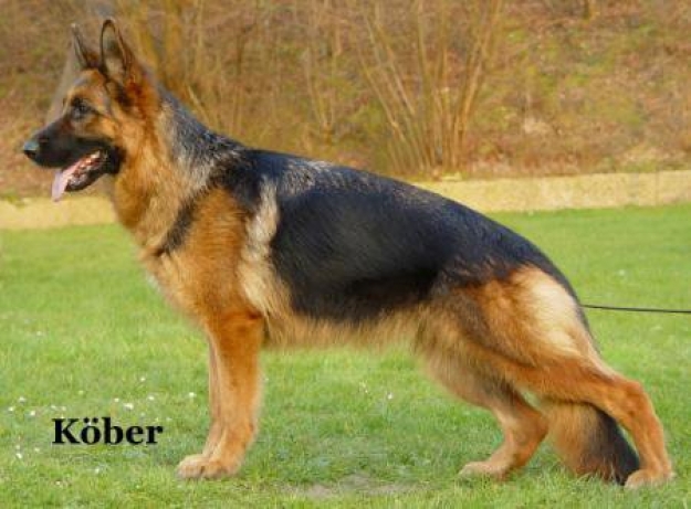 Dog Image