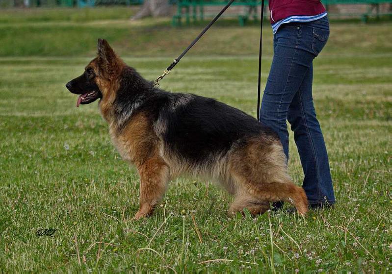 Dog Image