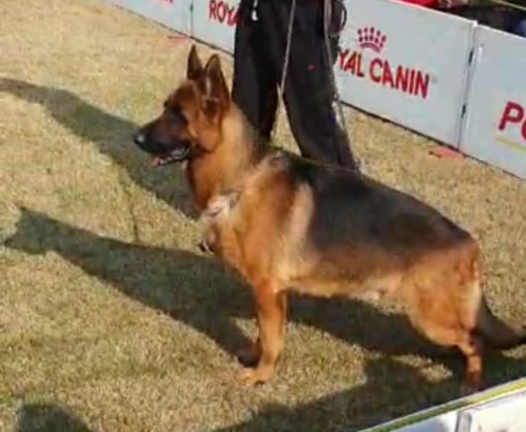 Dog Image