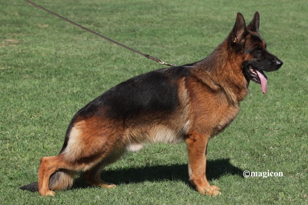 Dog Image
