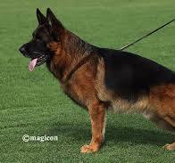 Dog Image