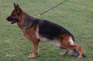 Dog Image