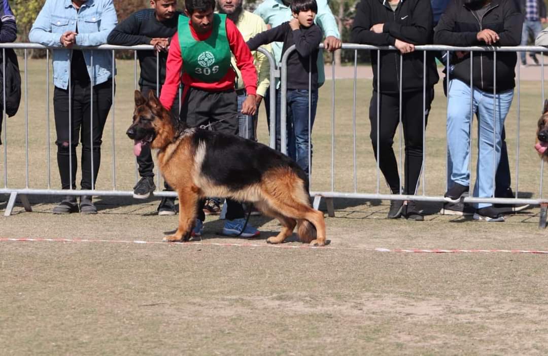 Dog Image