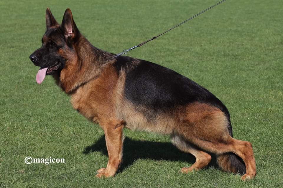 Dog Image