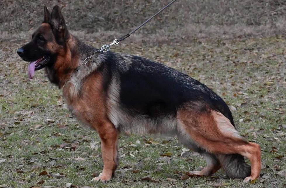 Dog Image