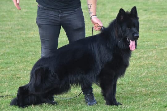 Dog Image