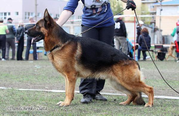 Dog Image