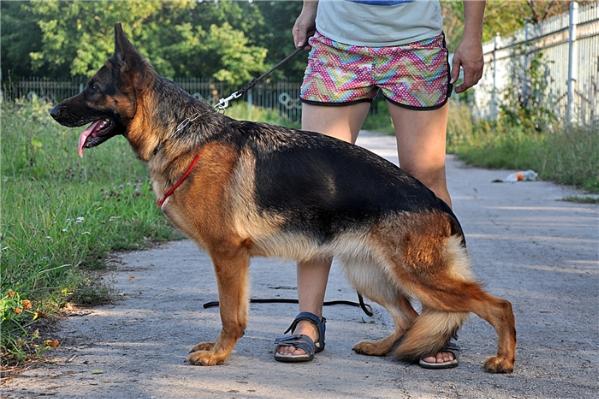 Dog Image