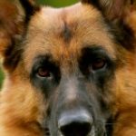 Profile picture of saadia batool